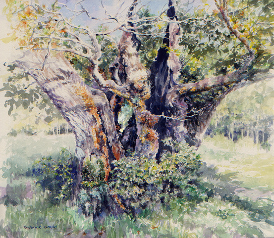 Hollow Oak - watercolour - Roderick Gauld Hollow Oak - watercolour - Roderick Gauld